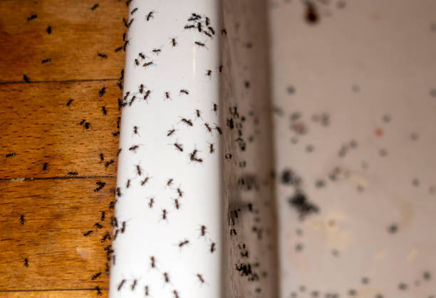 Reliable Merrionette Park, IL Pest Control Solutions